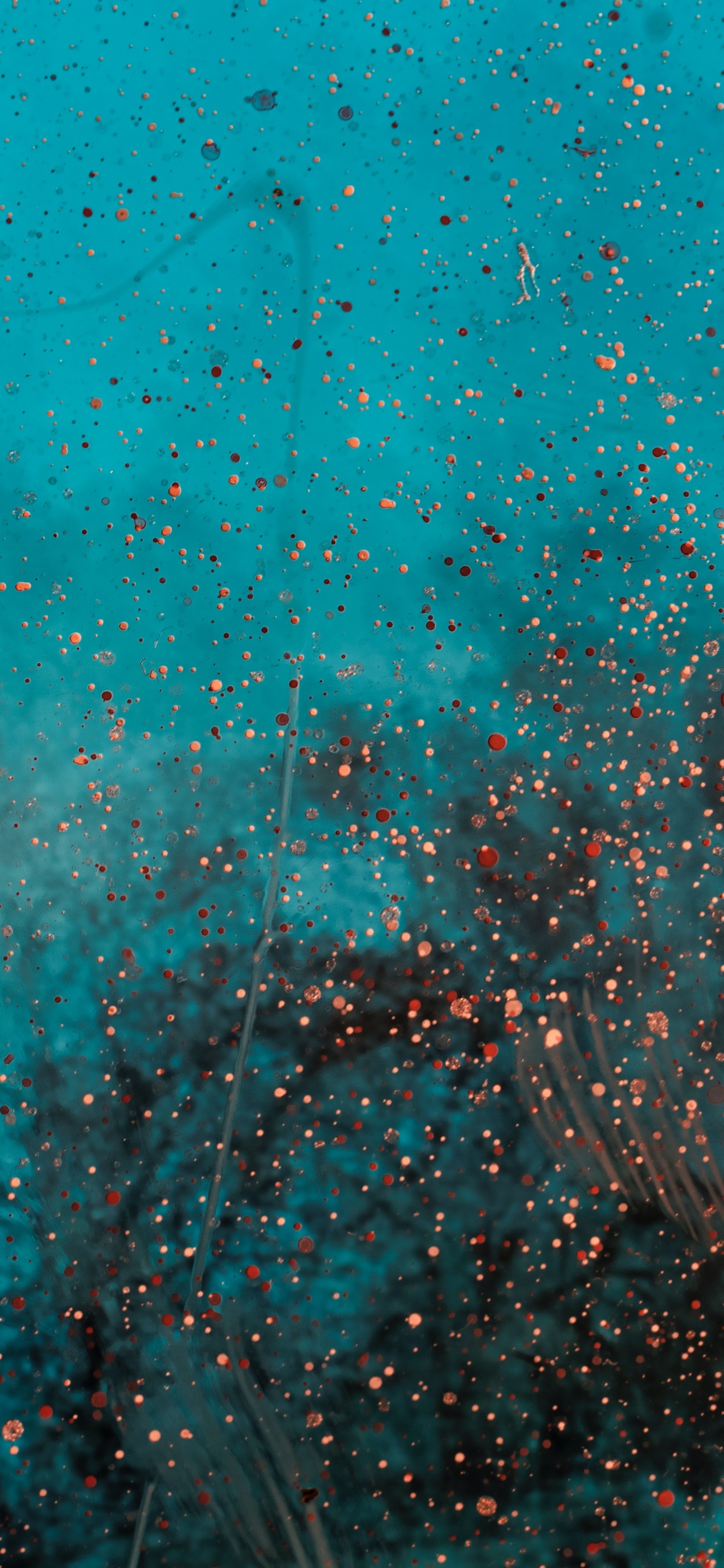 Обои зеленый, синий, бирюза, чирок, Аква в разрешении 1242x2688