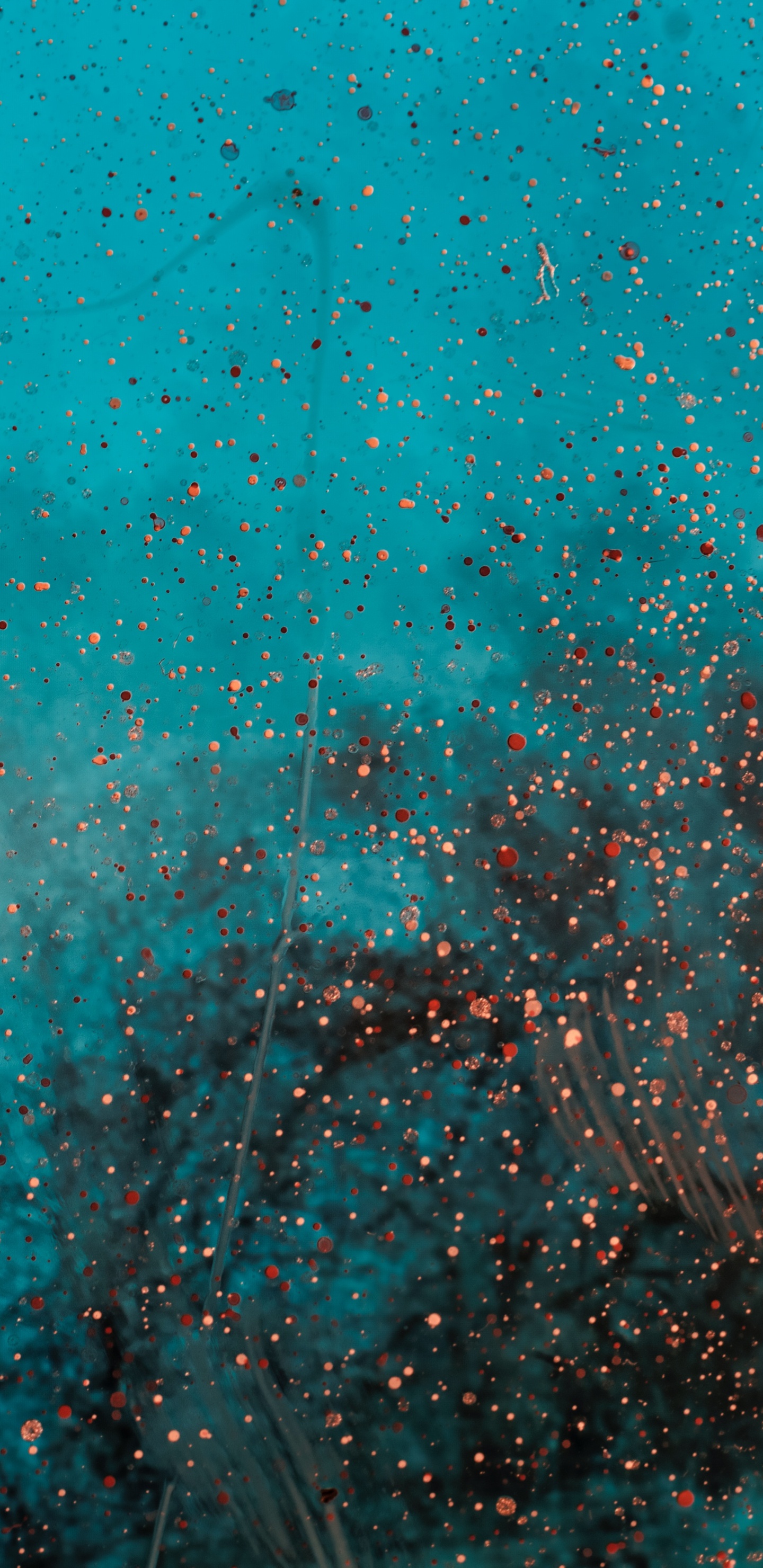 Обои зеленый, синий, бирюза, чирок, Аква в разрешении 1440x2960