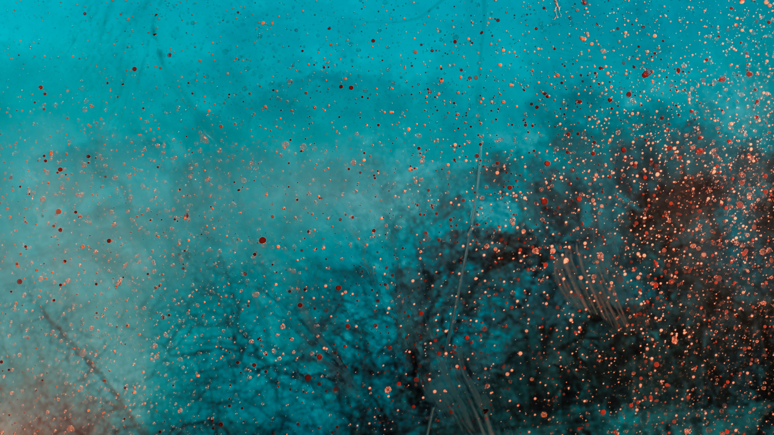 Обои зеленый, синий, бирюза, чирок, Аква в разрешении 2560x1440