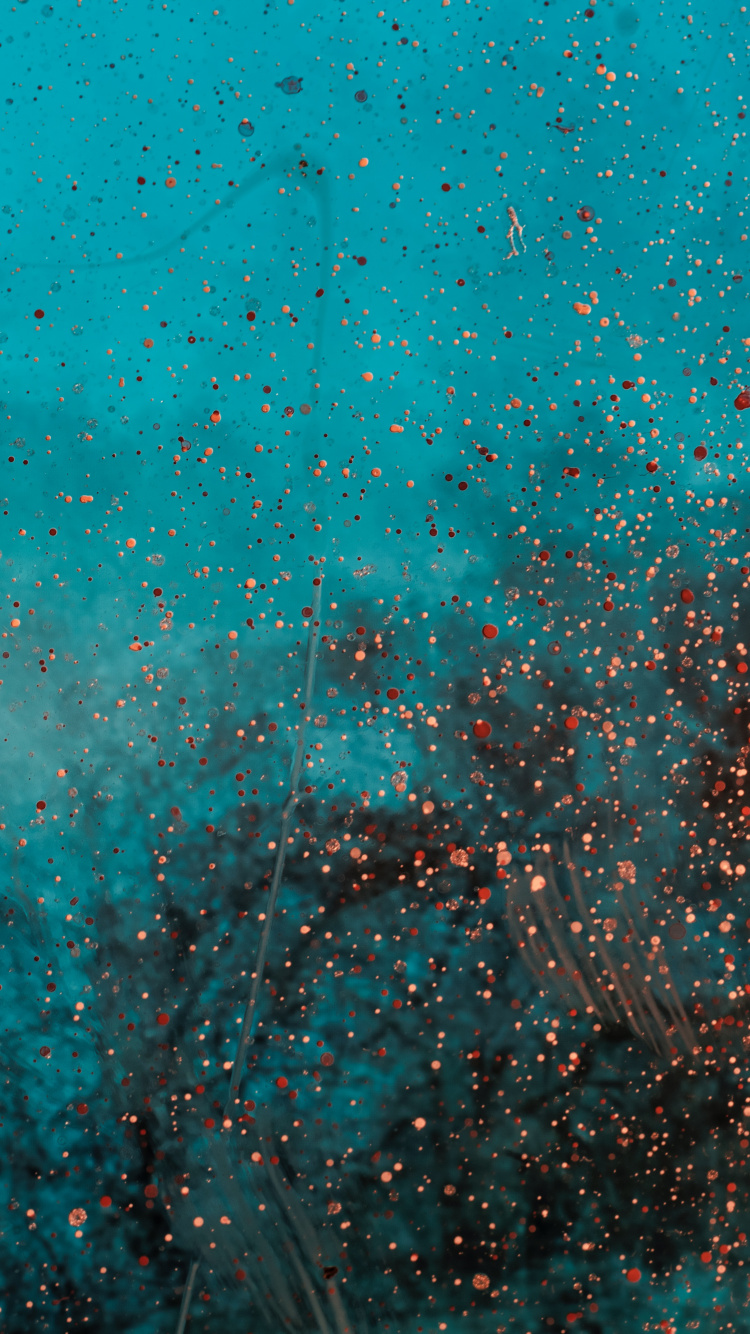 Обои зеленый, синий, бирюза, чирок, Аква в разрешении 750x1334