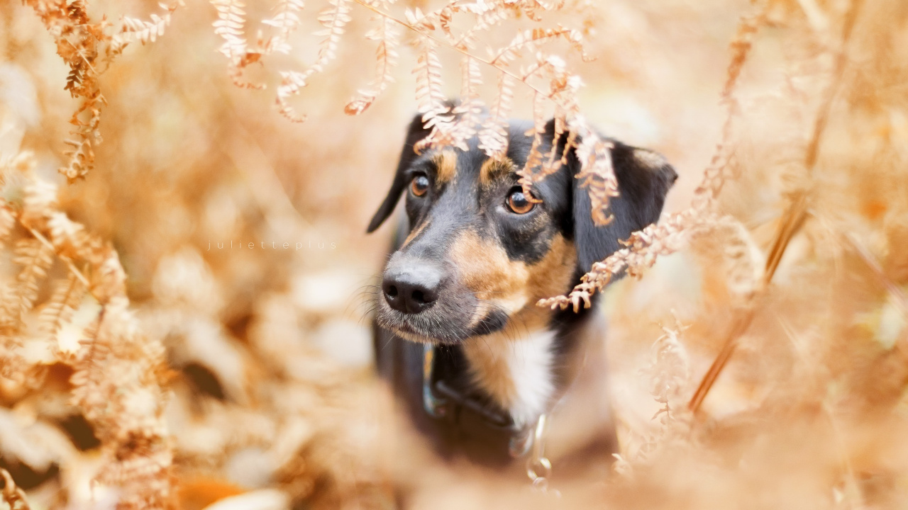 Обои пес, собака породы, щенок, собака, морда в разрешении 1280x720