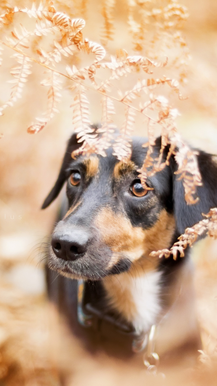 Обои пес, собака породы, щенок, собака, морда в разрешении 750x1334