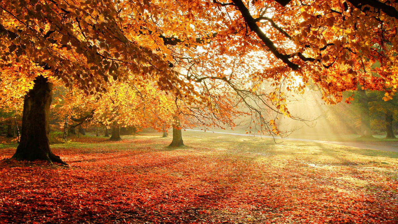 Обои дерево, осень, природа, лист, листопадные в разрешении 1280x720