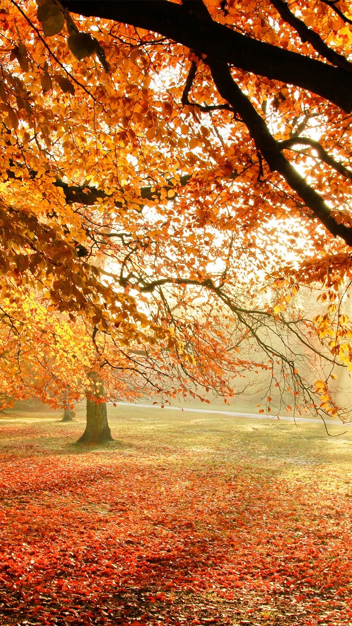 Обои дерево, осень, природа, лист, листопадные в разрешении 720x1280