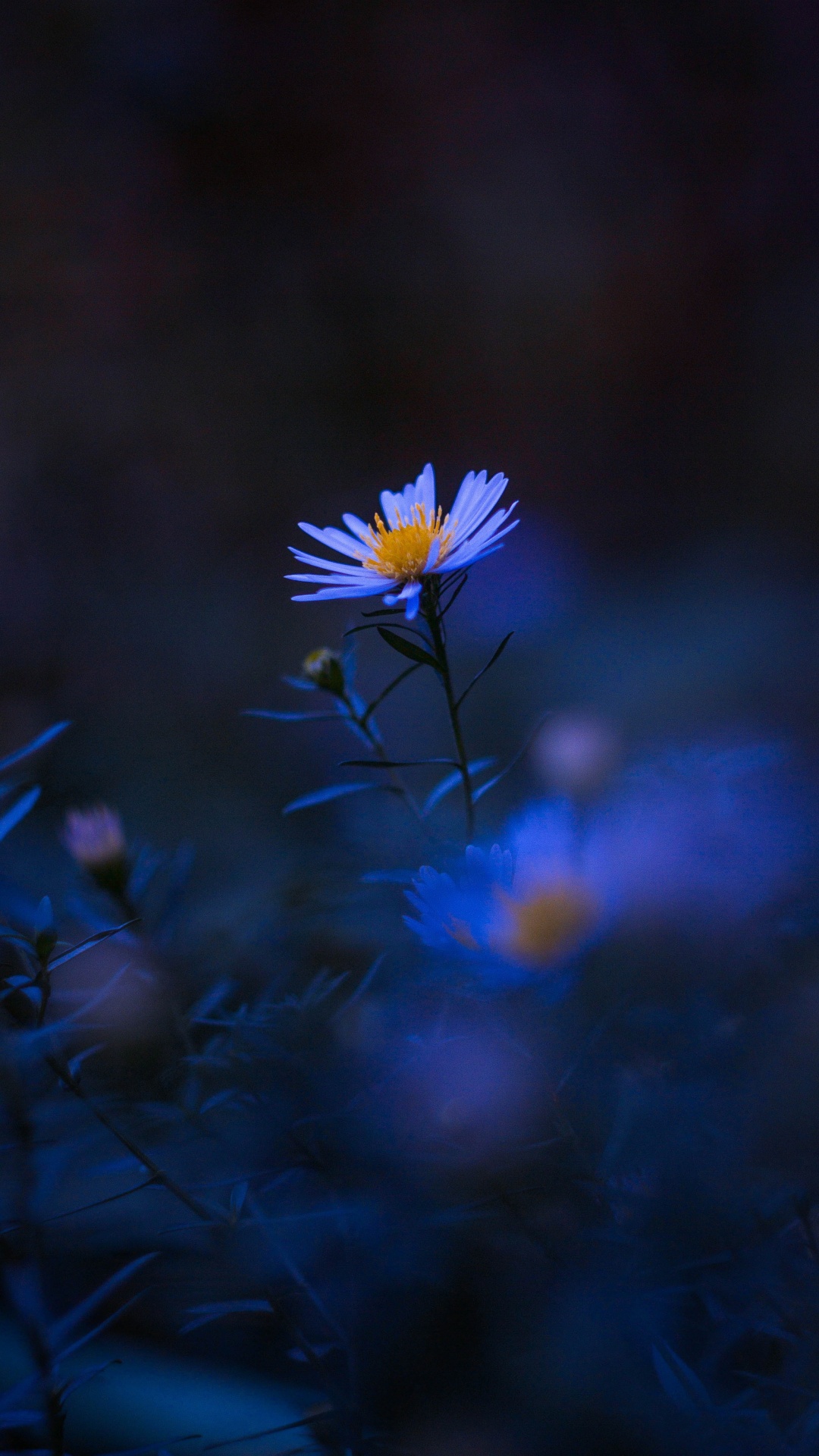 Обои цветок, растение, синий, лепесток, пурпур в разрешении 1080x1920