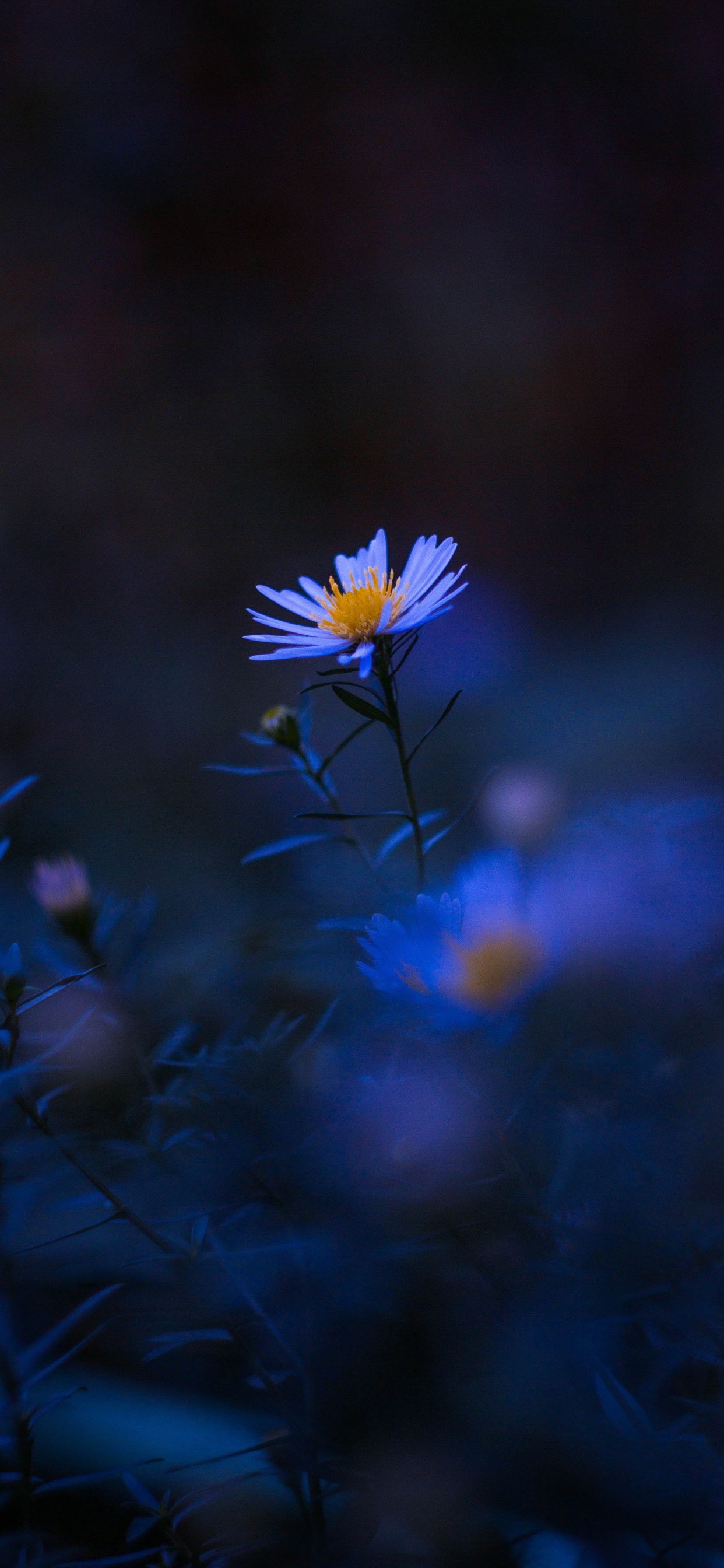 Обои цветок, растение, синий, лепесток, пурпур в разрешении 1242x2688