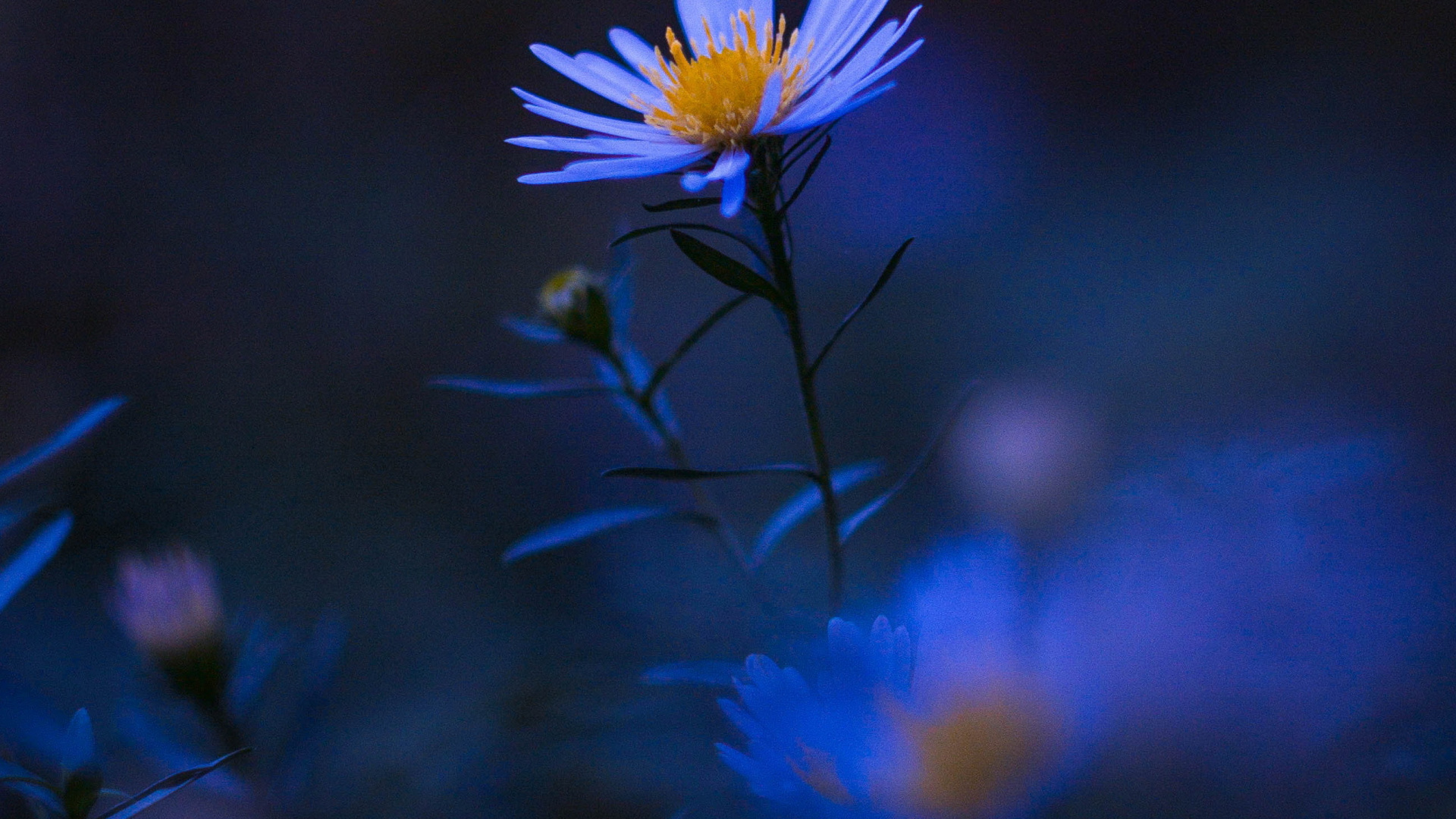 Обои цветок, растение, синий, лепесток, пурпур в разрешении 1920x1080