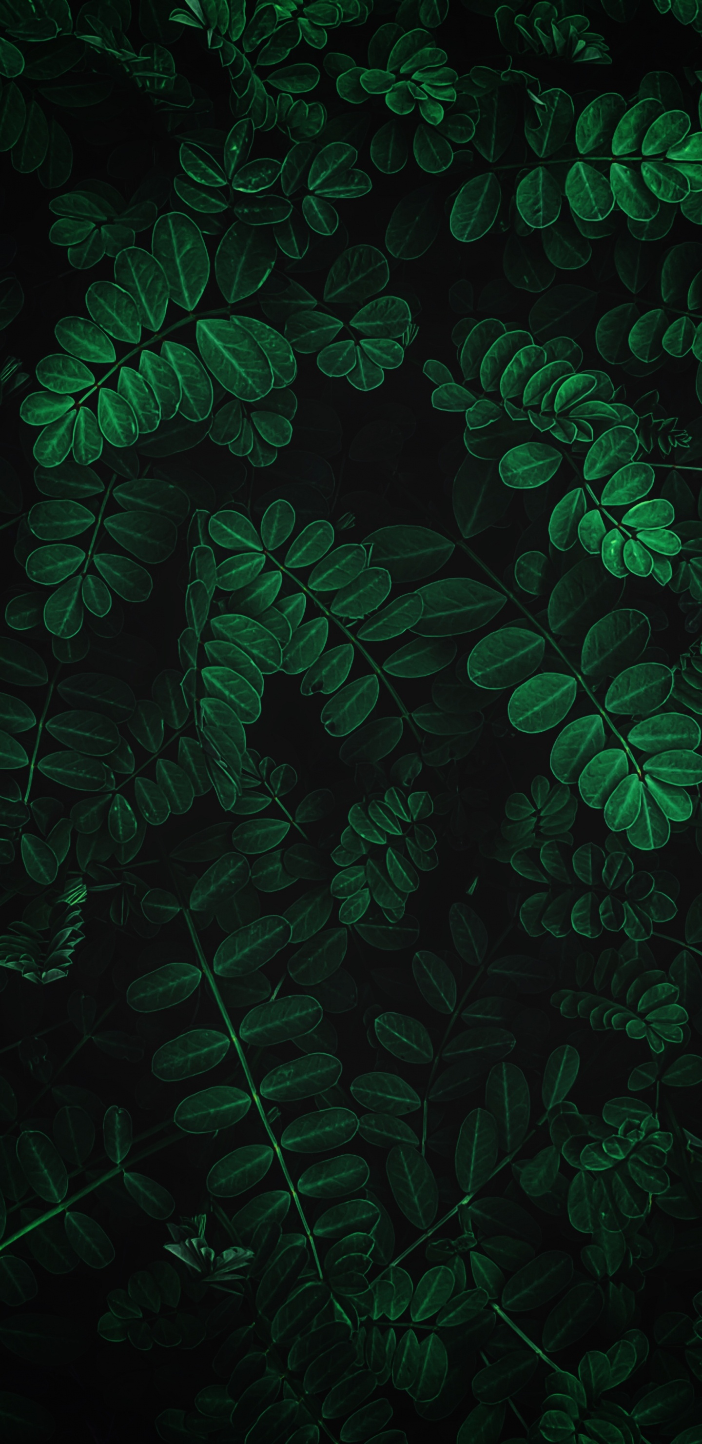 Обои ios, iOS 13, яблоко, лист, ветвь в разрешении 1440x2960