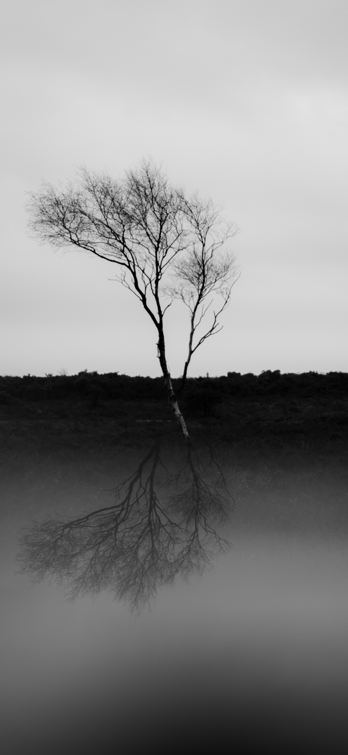 Обои природа, черный и белый, белые, черный, природный ландшафт в разрешении 1125x2436