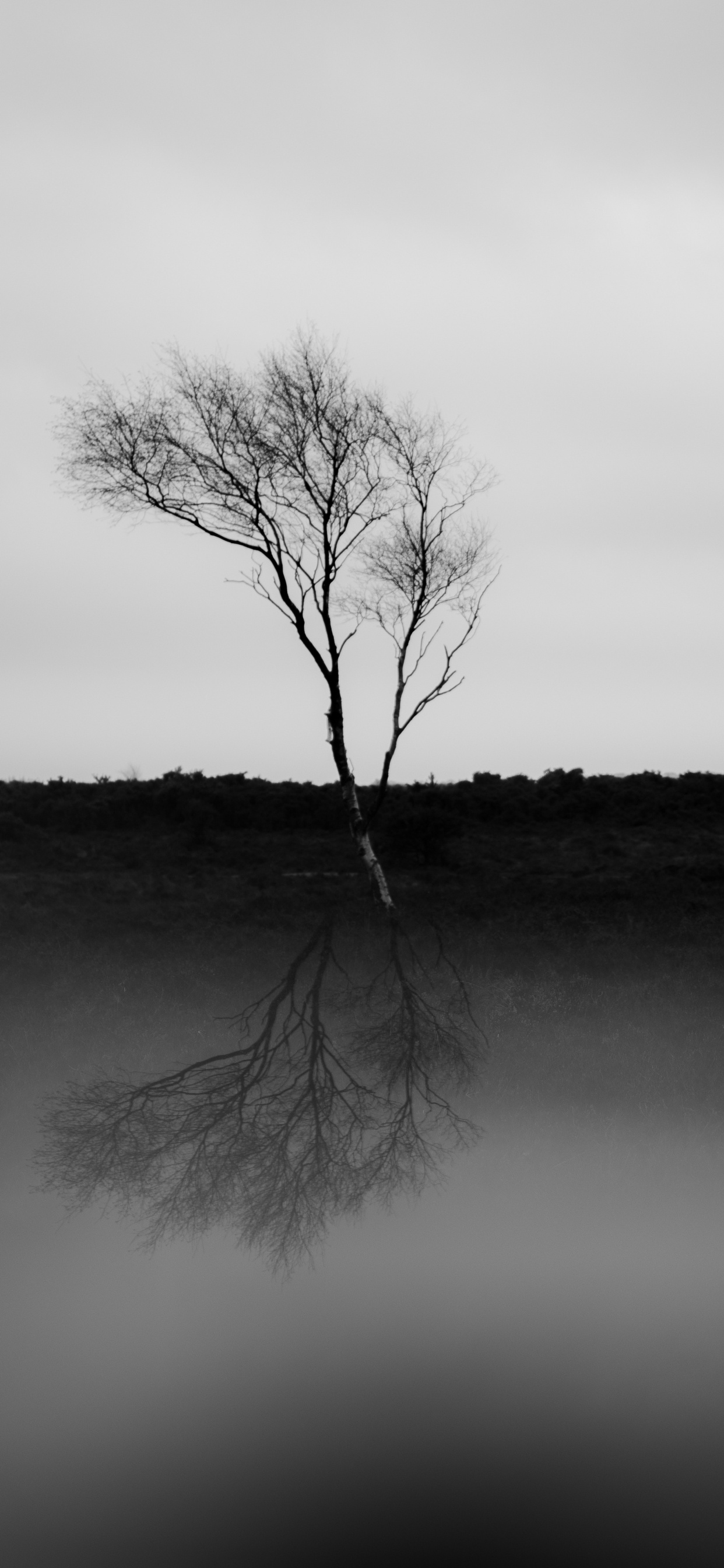 Обои природа, черный и белый, белые, черный, природный ландшафт в разрешении 1242x2688