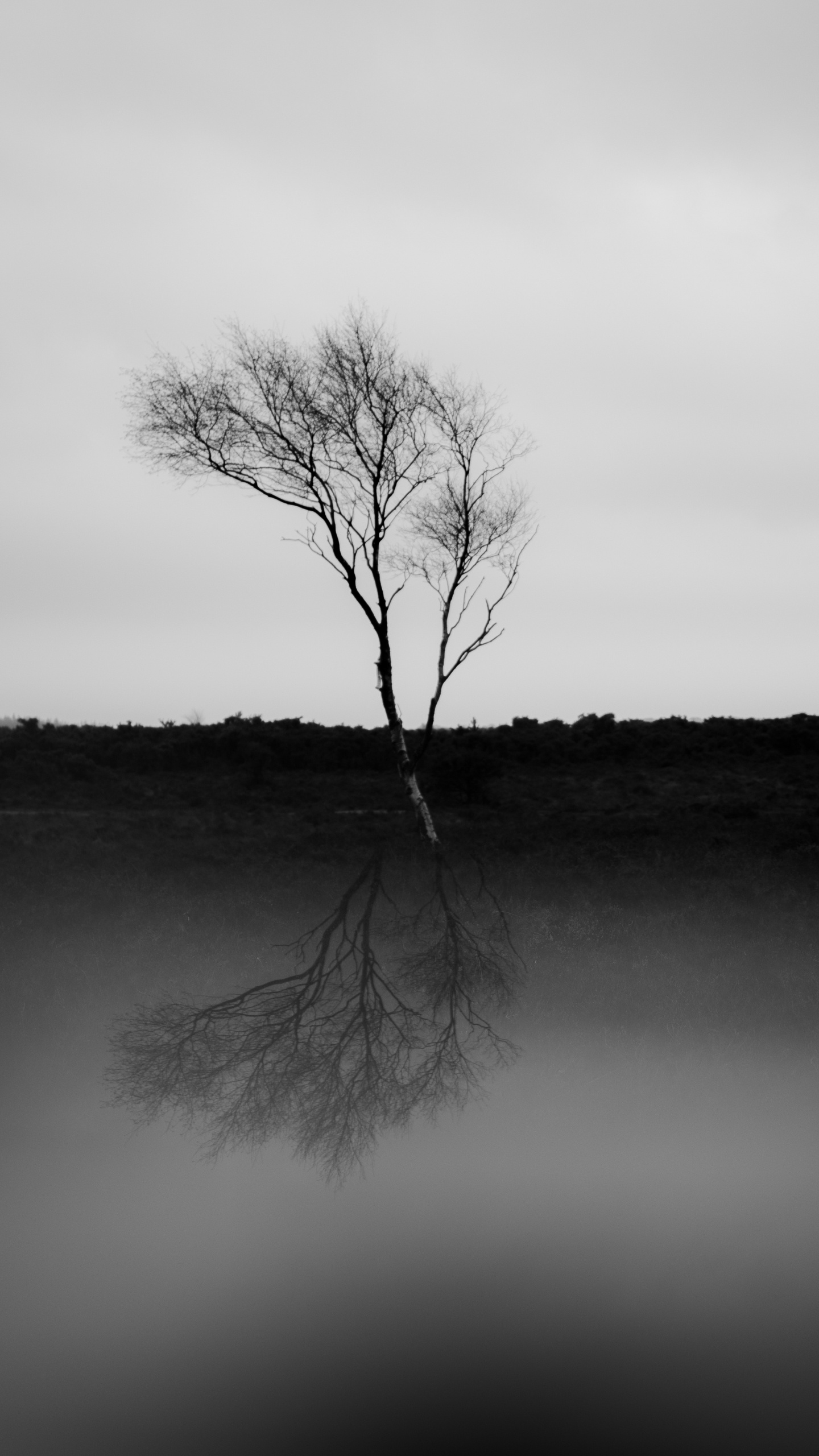 Обои природа, черный и белый, белые, черный, природный ландшафт в разрешении 1440x2560