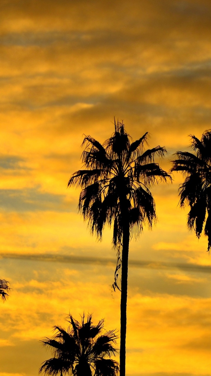 Обои пальмовые рощи, дерево, Пальма, закат, borassus flabellifer в разрешении 720x1280