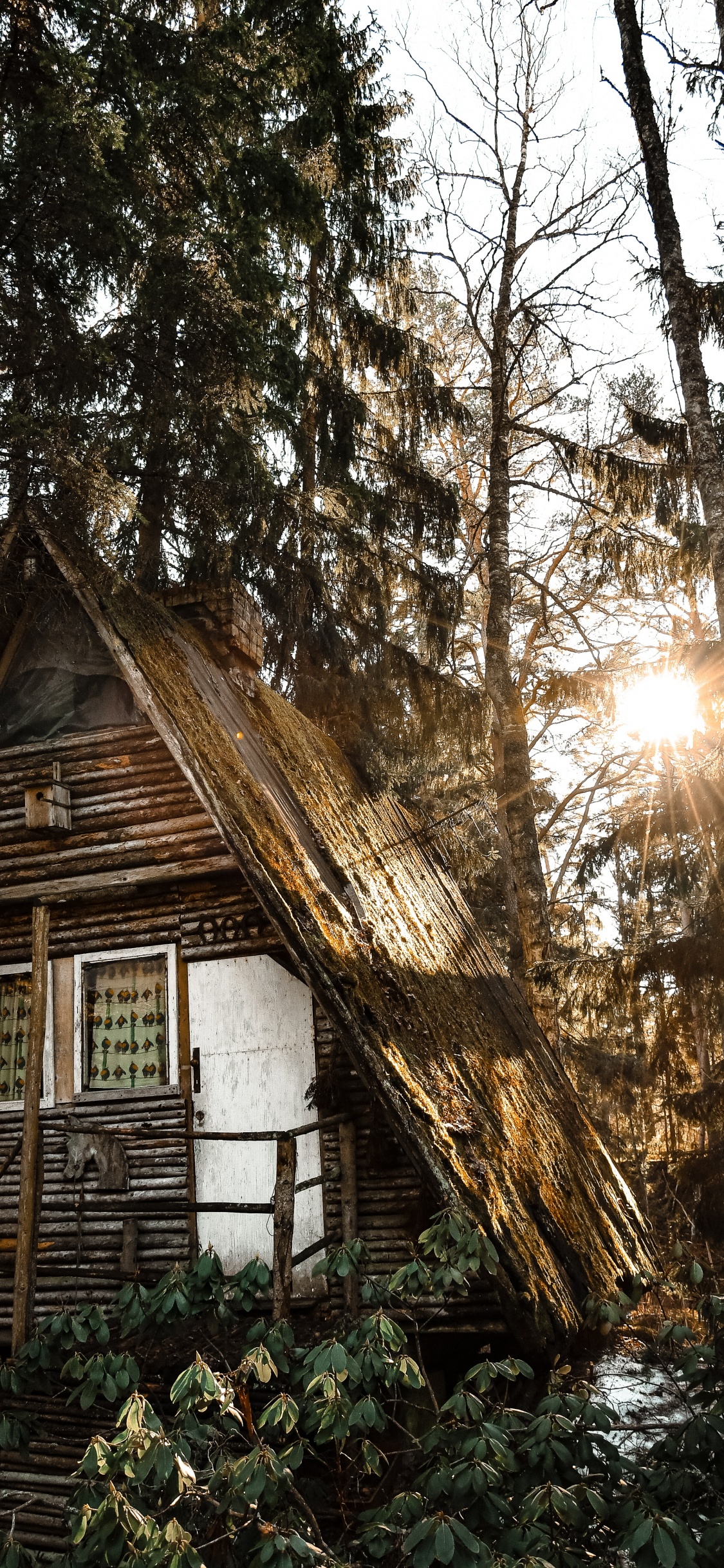 Обои здание, дерево, Хаус, родина, свет в разрешении 1125x2436