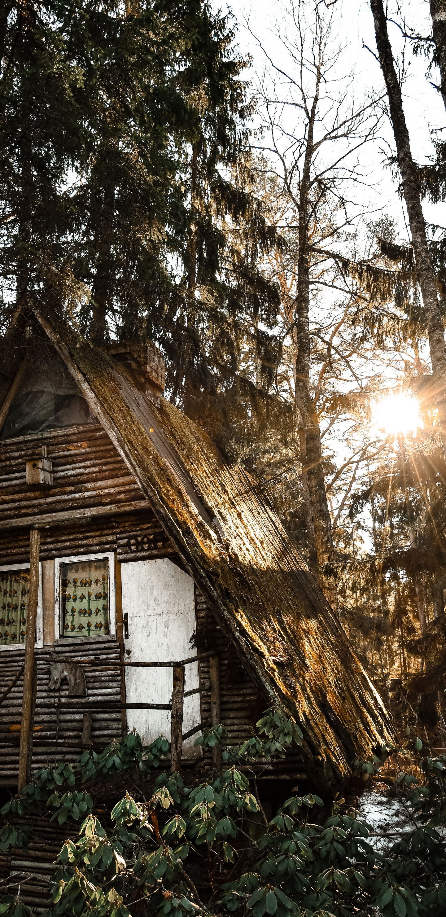 Обои здание, дерево, Хаус, родина, свет в разрешении 1440x2960