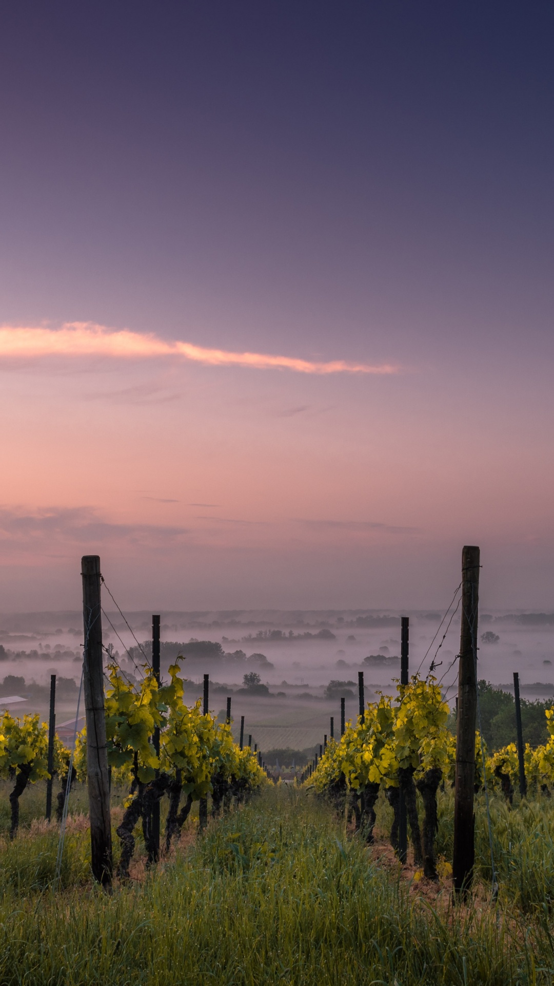 Обои виноградник, вино, виноградарство, виноградная лоза, Совиньон Блан в разрешении 1080x1920