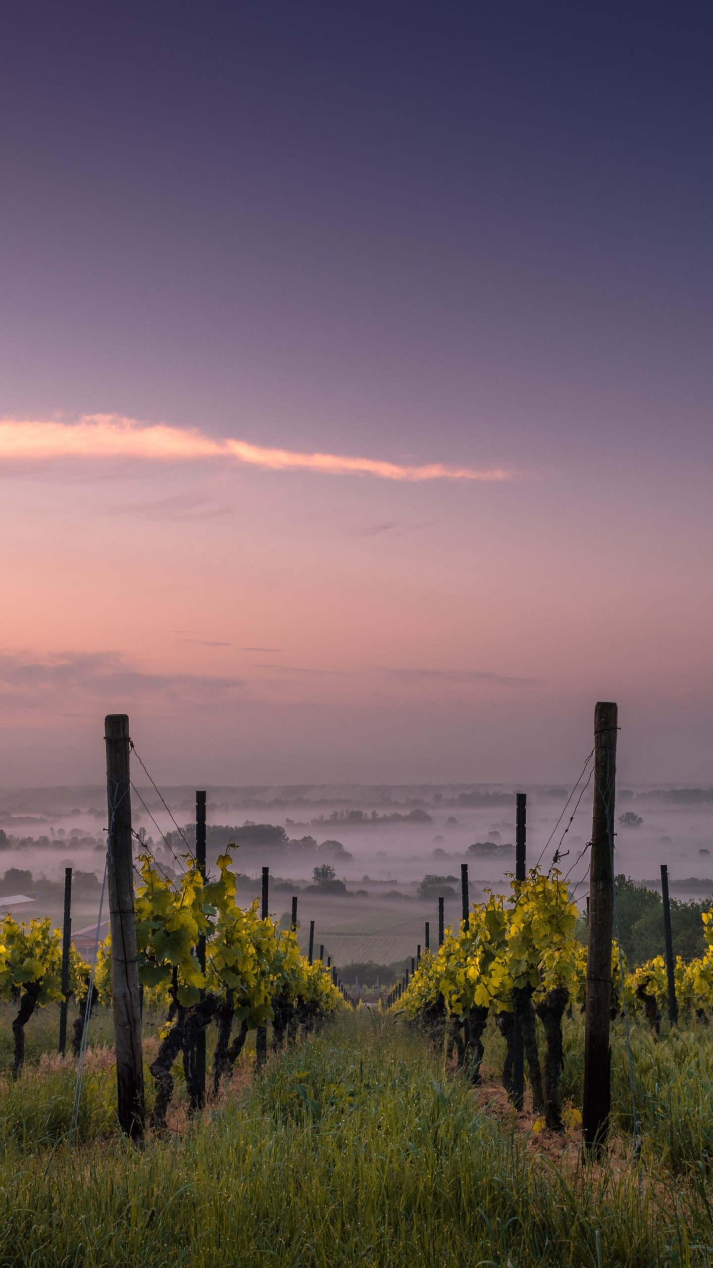 Обои виноградник, вино, виноградарство, виноградная лоза, Совиньон Блан в разрешении 1440x2560