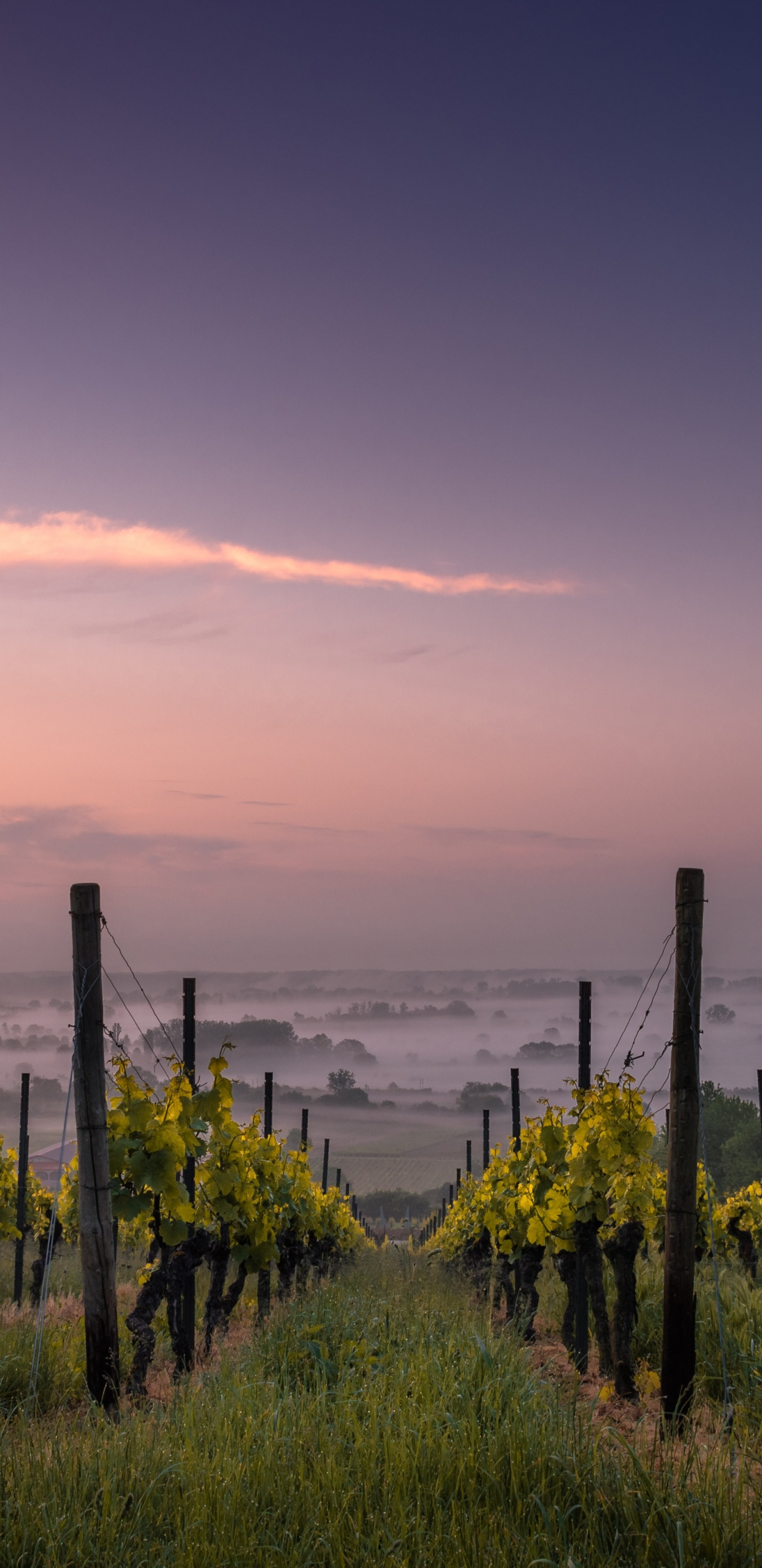 Обои виноградник, вино, виноградарство, виноградная лоза, Совиньон Блан в разрешении 1440x2960