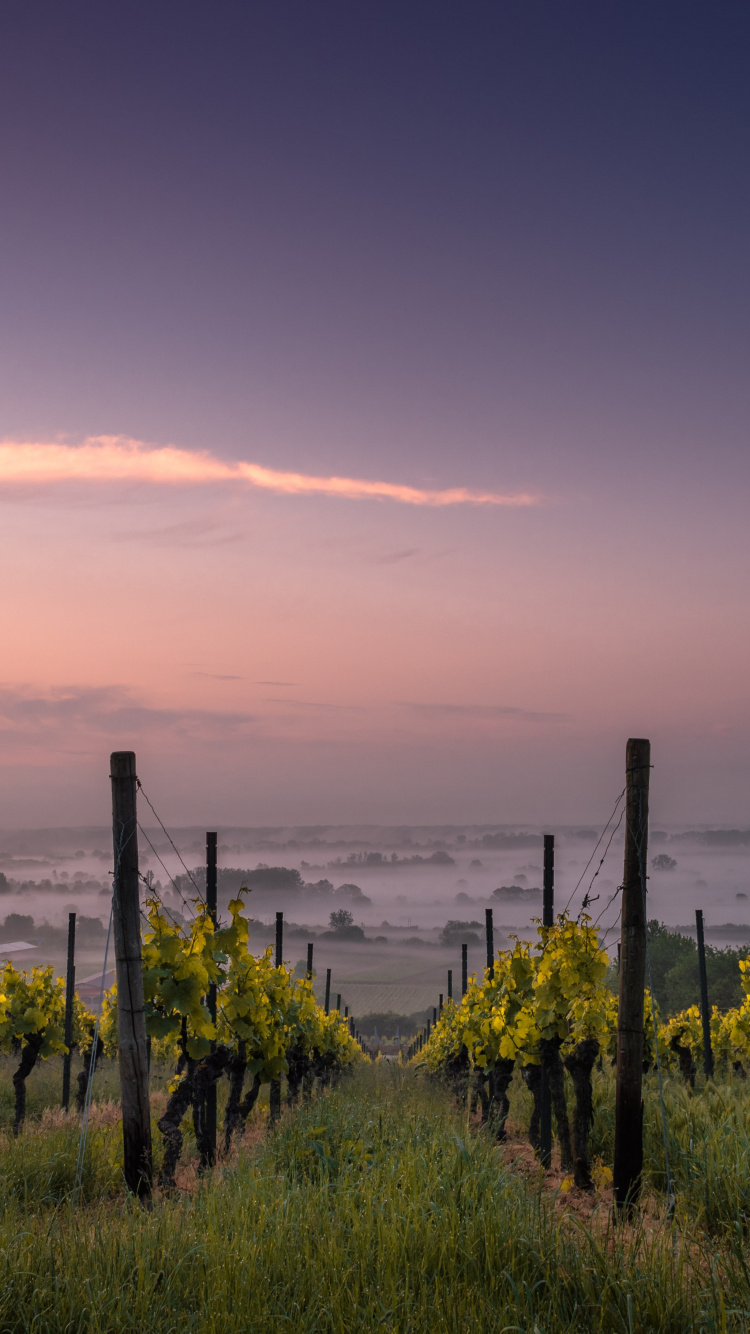 Обои виноградник, вино, виноградарство, виноградная лоза, Совиньон Блан в разрешении 750x1334