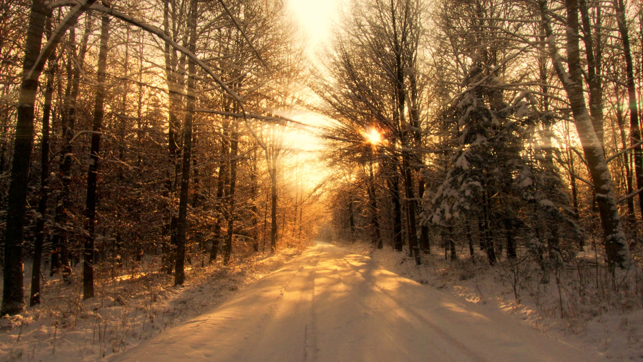 Обои снег, зима, дерево, природа, солнечный свет в разрешении 1280x720