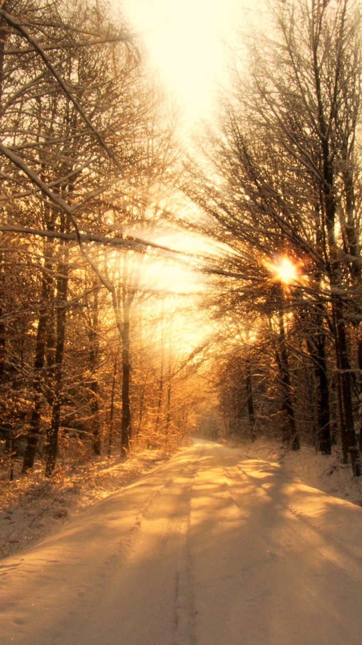 Обои снег, зима, дерево, природа, солнечный свет в разрешении 720x1280
