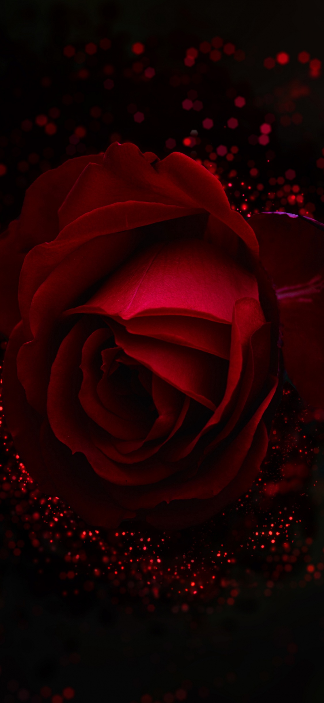 Обои сад роз, красный цвет, Роза, черный, семья Роуз в разрешении 1125x2436