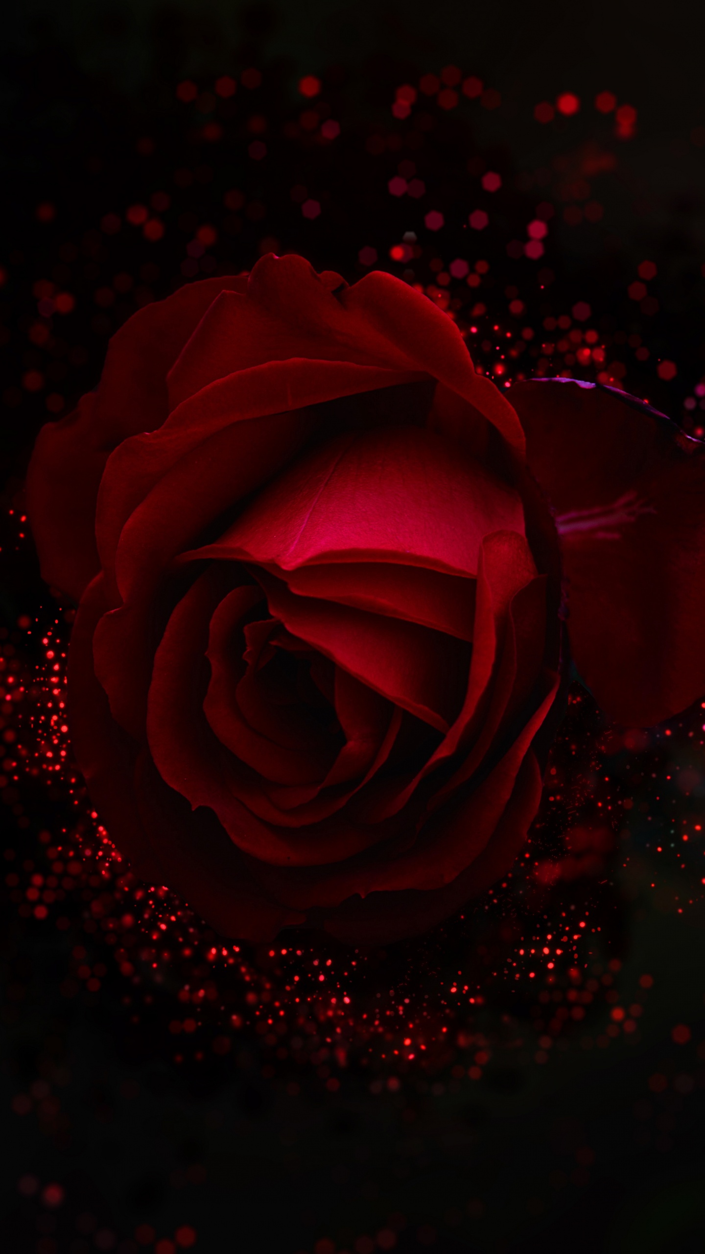 Обои сад роз, красный цвет, Роза, черный, семья Роуз в разрешении 1440x2560
