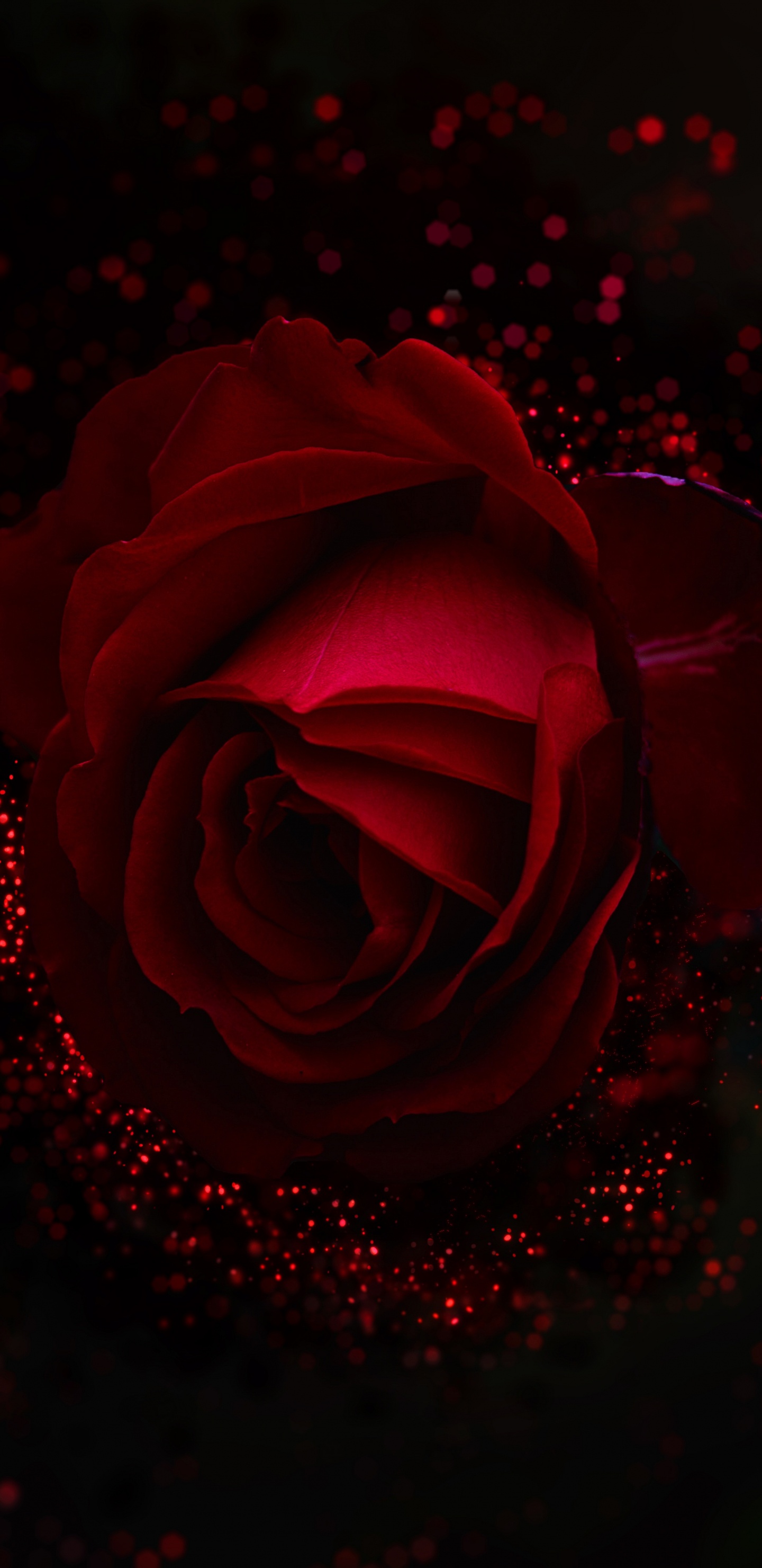 Обои сад роз, красный цвет, Роза, черный, семья Роуз в разрешении 1440x2960