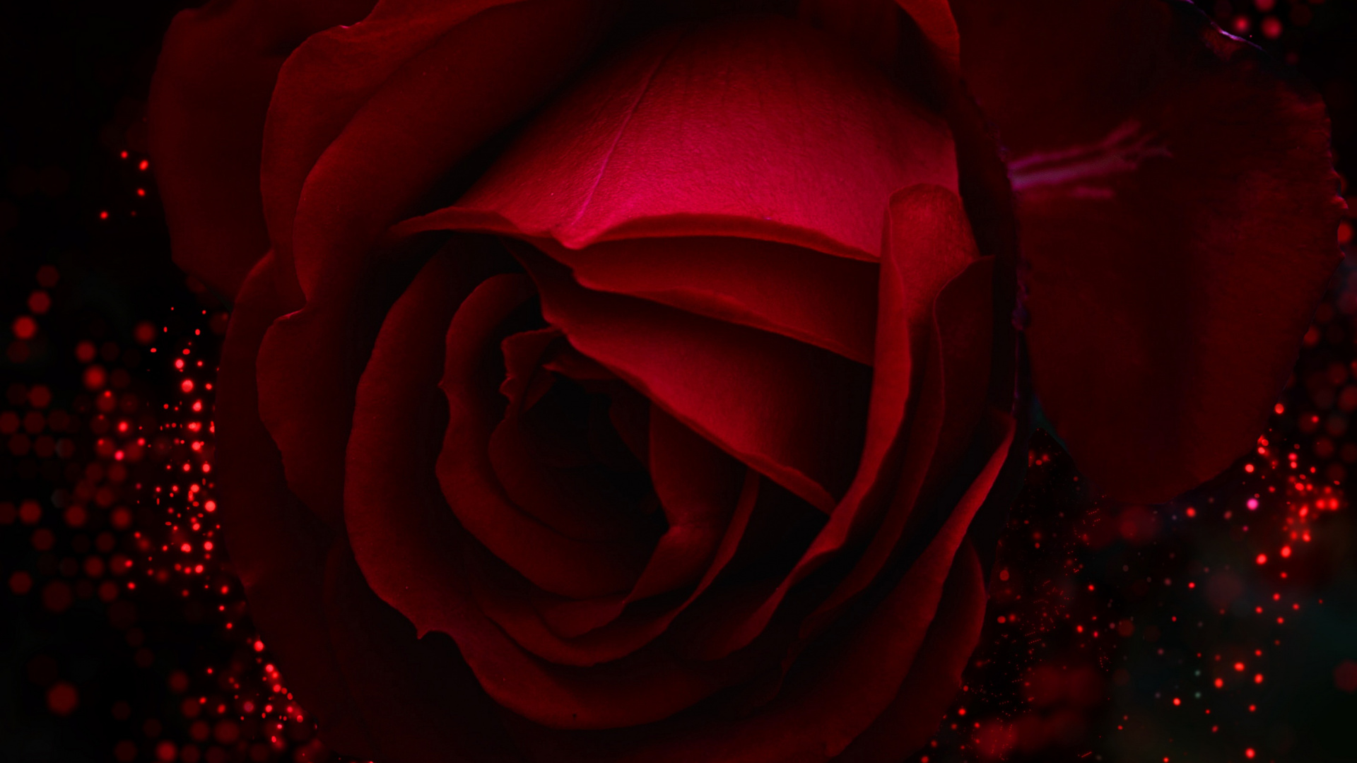 Обои сад роз, красный цвет, Роза, черный, семья Роуз в разрешении 1920x1080