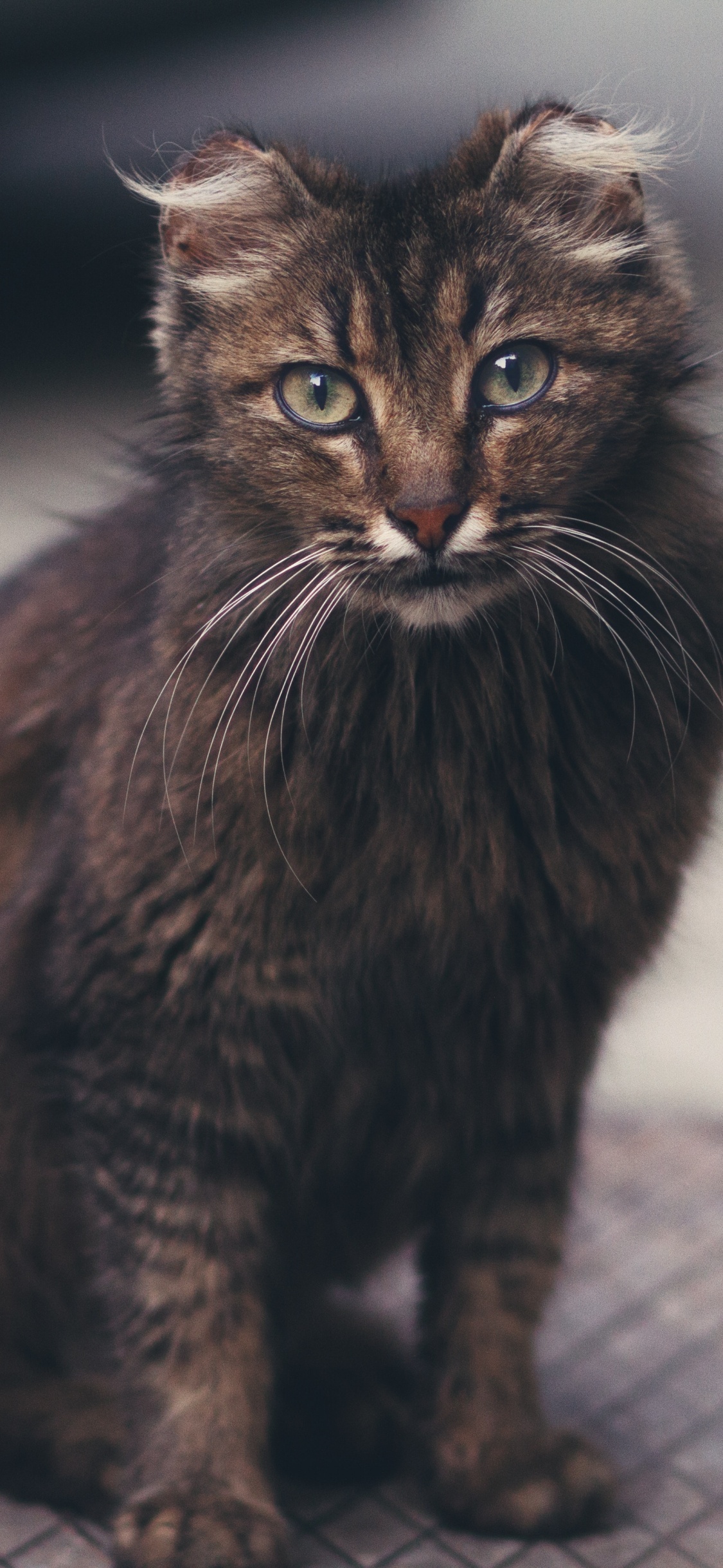 Обои кот, норвежский лесной кот, Дикая кошка, котенок, черная кошка в разрешении 1125x2436