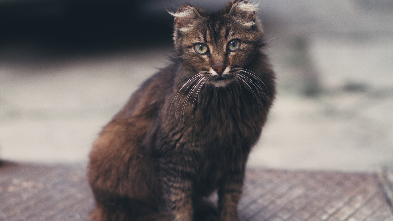 Обои кот, норвежский лесной кот, Дикая кошка, котенок, черная кошка в разрешении 1366x768