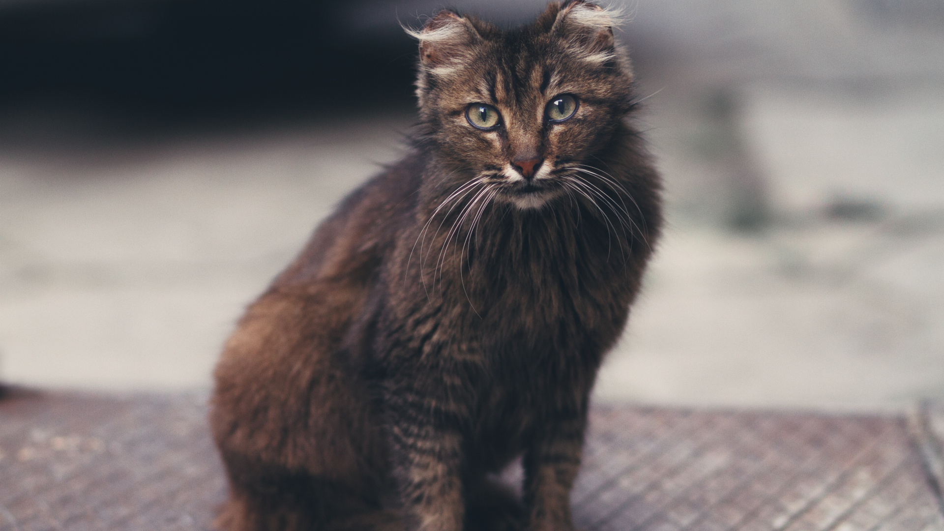 Обои кот, норвежский лесной кот, Дикая кошка, котенок, черная кошка в разрешении 1920x1080