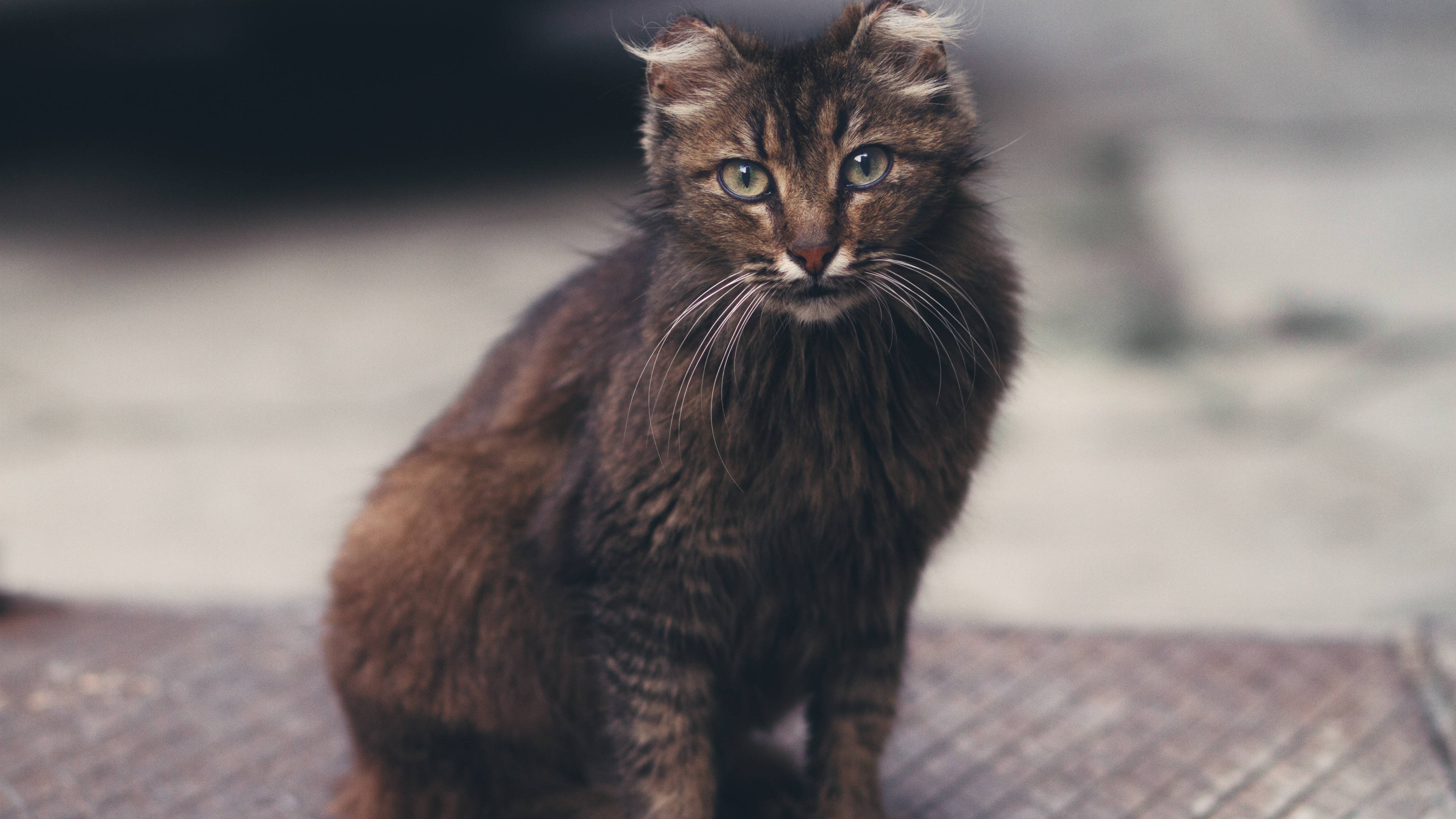 Обои кот, норвежский лесной кот, Дикая кошка, котенок, черная кошка в разрешении 3840x2160