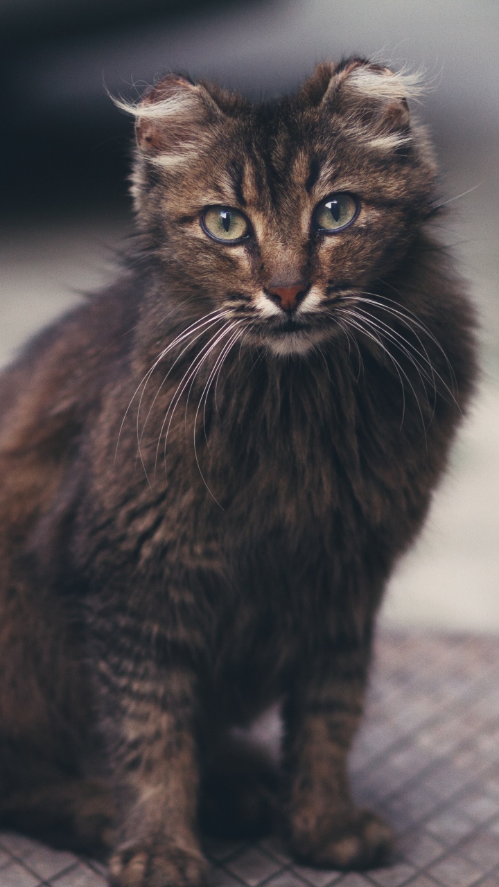 Обои кот, норвежский лесной кот, Дикая кошка, котенок, черная кошка в разрешении 720x1280