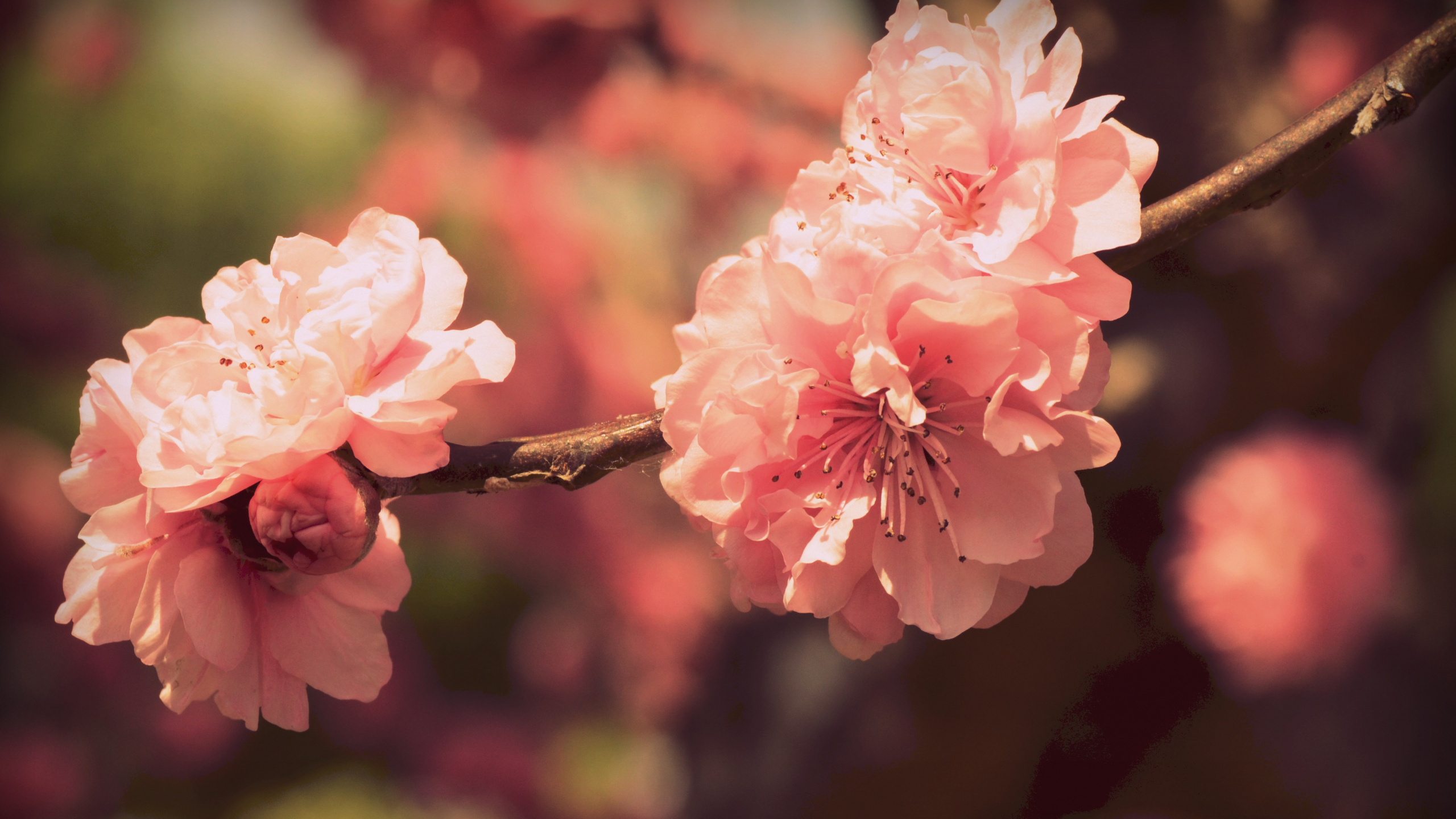 Обои цветковое растение, весна, цветение вишни, не мной считается dejarte, розовый в разрешении 2560x1440