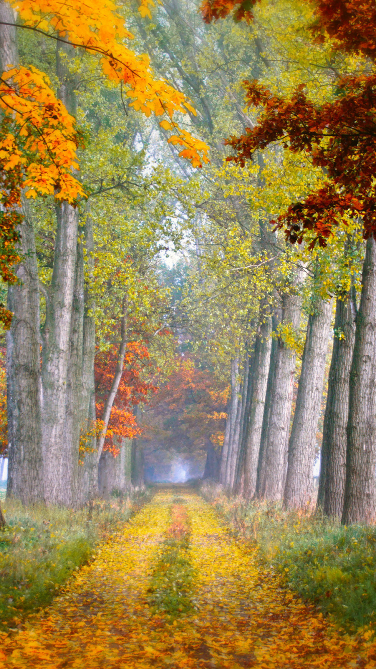 Обои природа, дерево, лист, осень, листопадные в разрешении 750x1334