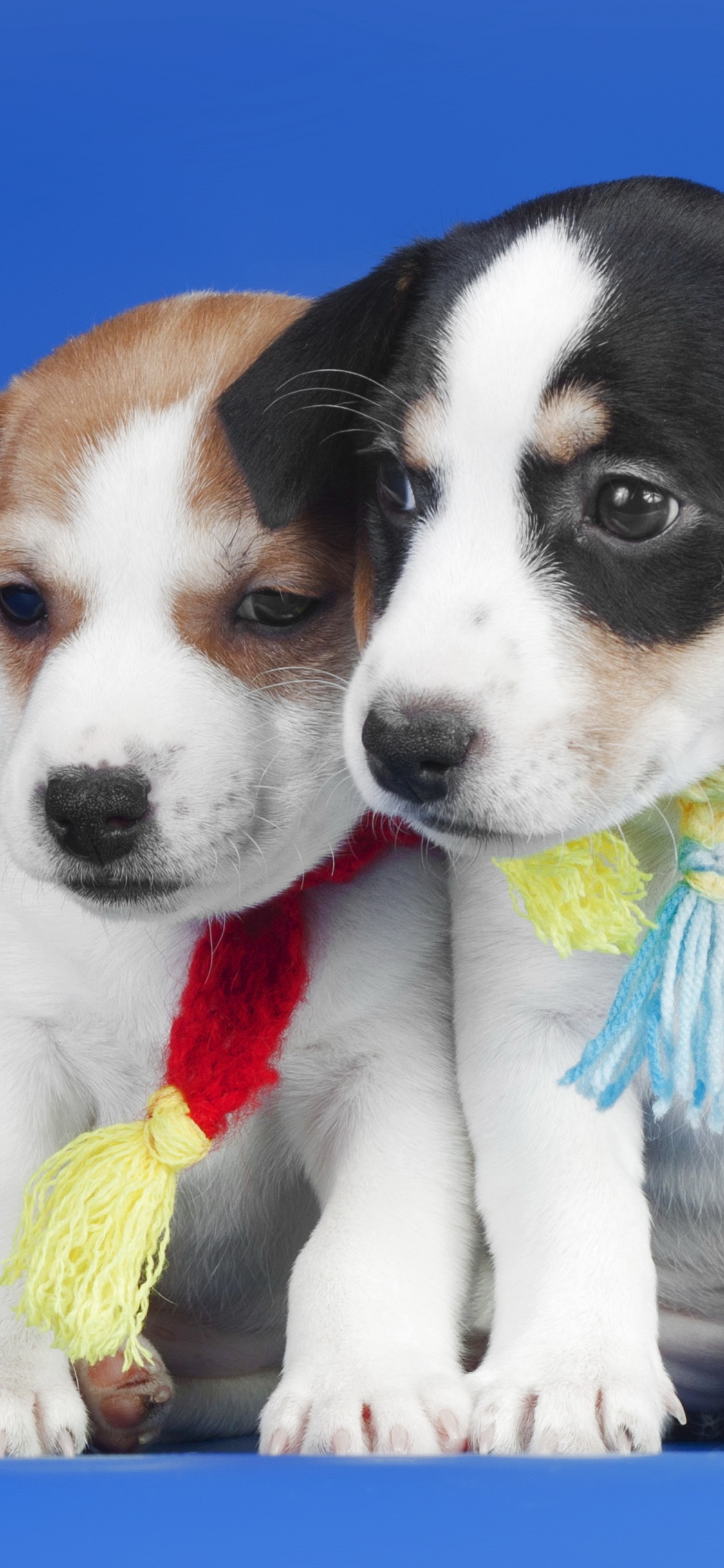 Обои щенок, джек рассел терьер, пес, собака породы, померанский шпиц в разрешении 1125x2436