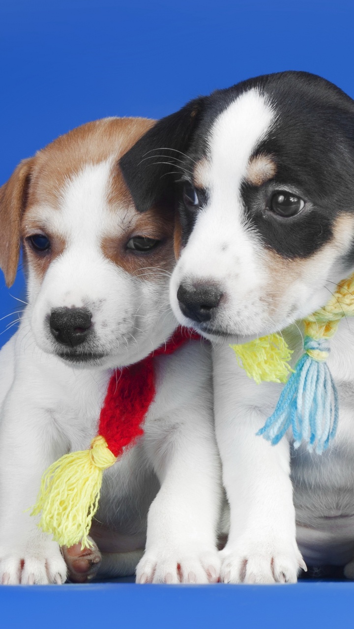 Обои щенок, джек рассел терьер, пес, собака породы, померанский шпиц в разрешении 720x1280