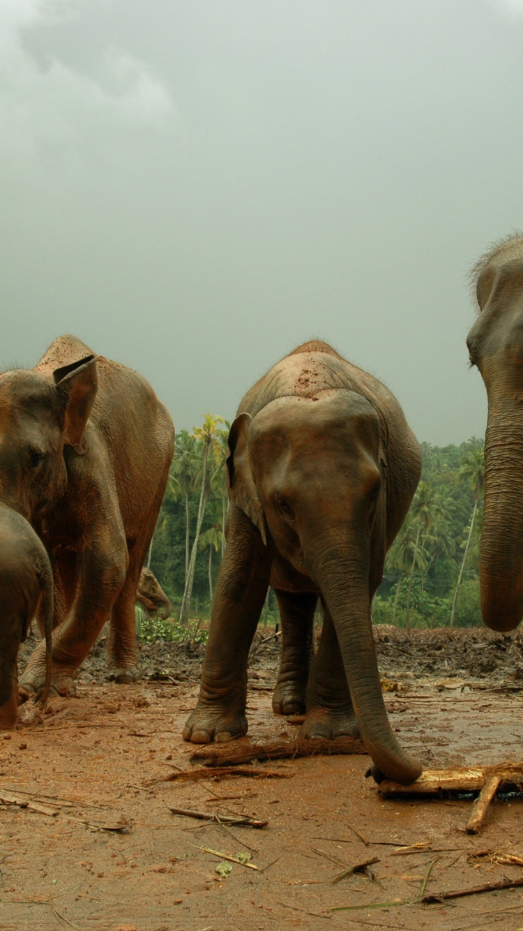 Обои Саванна, слоны и мамонты, индийский слон, путешествие, природа в разрешении 750x1334