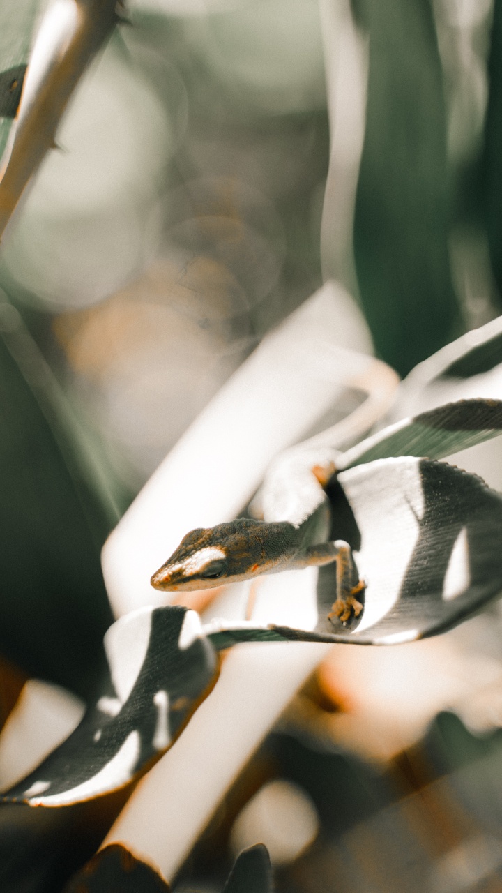 Обои рука, дерево, растение, ветвь, лист в разрешении 720x1280