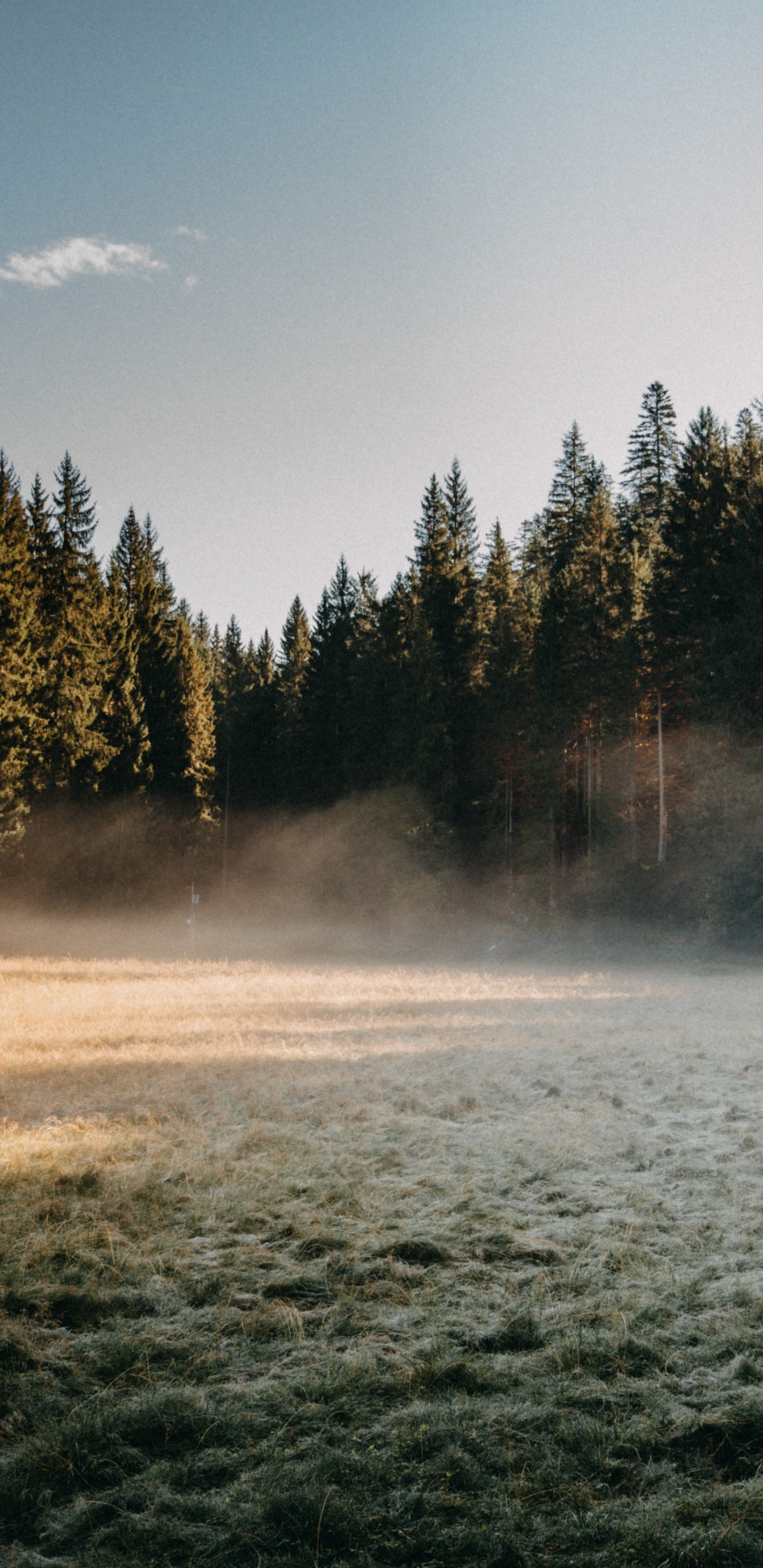 Обои Национальный лес Маунт-Худ, лес, лесное хозяйство, арт, облако в разрешении 1440x2960