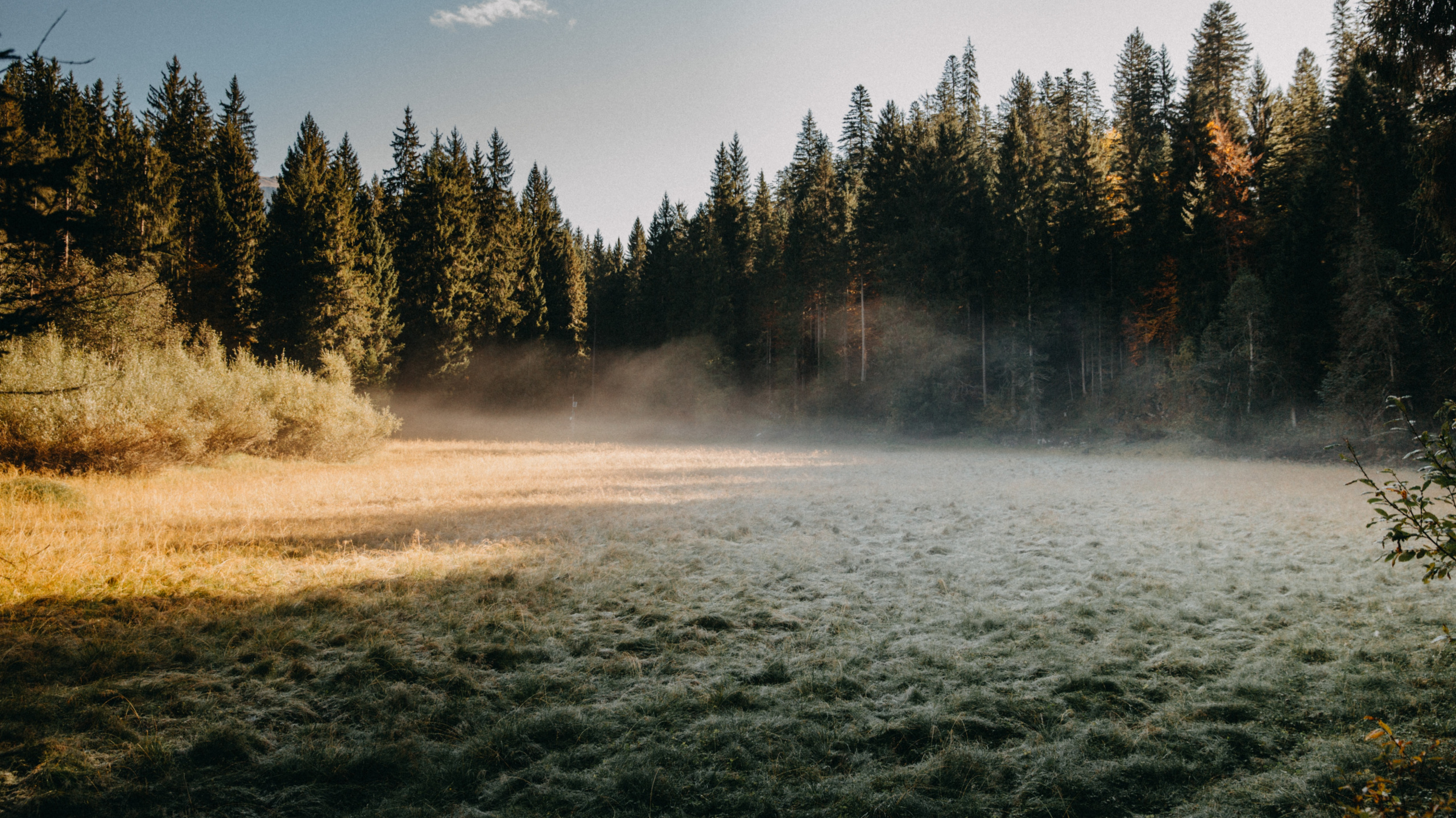 Обои Национальный лес Маунт-Худ, лес, лесное хозяйство, арт, облако в разрешении 2560x1440