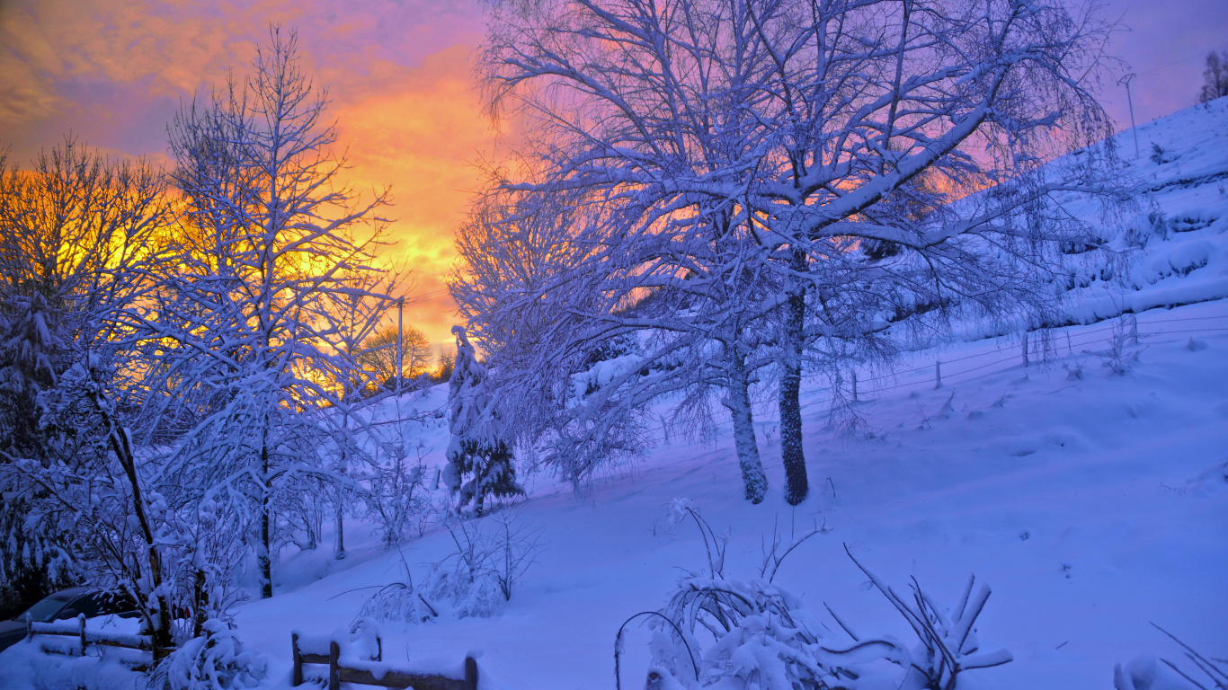 Обои зима, снег, природа, синий, дерево в разрешении 1366x768