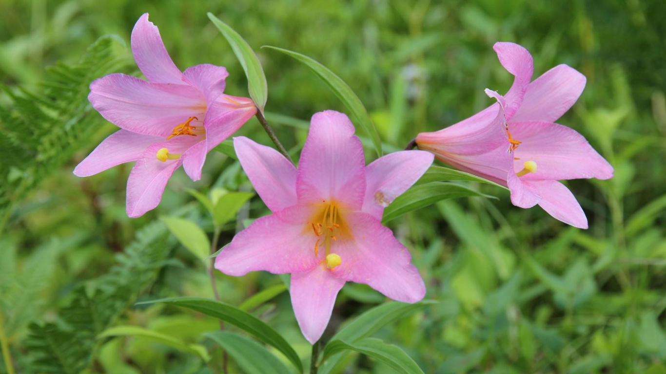 Обои полевой цветок, Лилия, цветковое растение, сад, растение в разрешении 1366x768