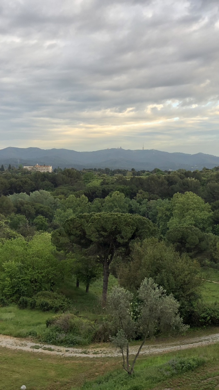 Обои биом, кустарник, растительность, облако, растительное сообщество в разрешении 720x1280