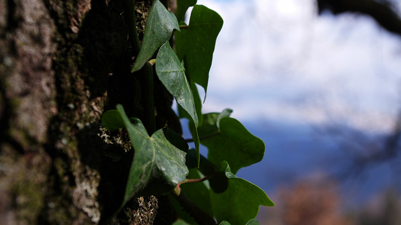 Обои ветвь, дерево, растение, весна, ветка в разрешении 1366x768