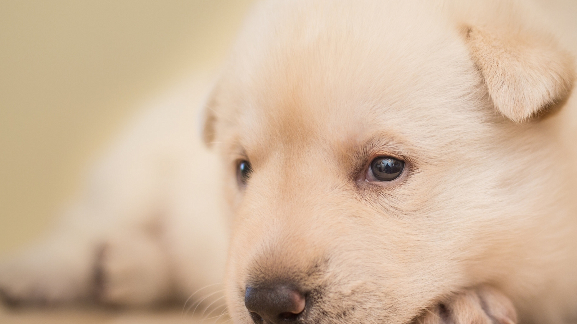 Обои пес, лабрадор, щенок, лицо щенка, собака породы в разрешении 1920x1080