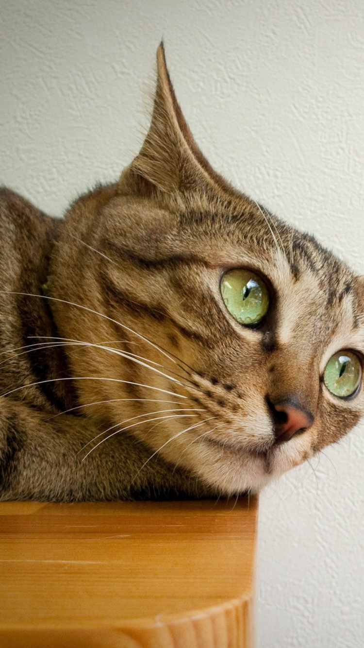 Обои котенок, полосатый кот, кошачьих, фауна, кошки малого и среднего размера в разрешении 750x1334