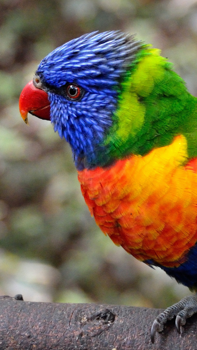 Обои Попугай Новой Зеландии, перо, солнечная аратинга, клюв, попугай в разрешении 750x1334