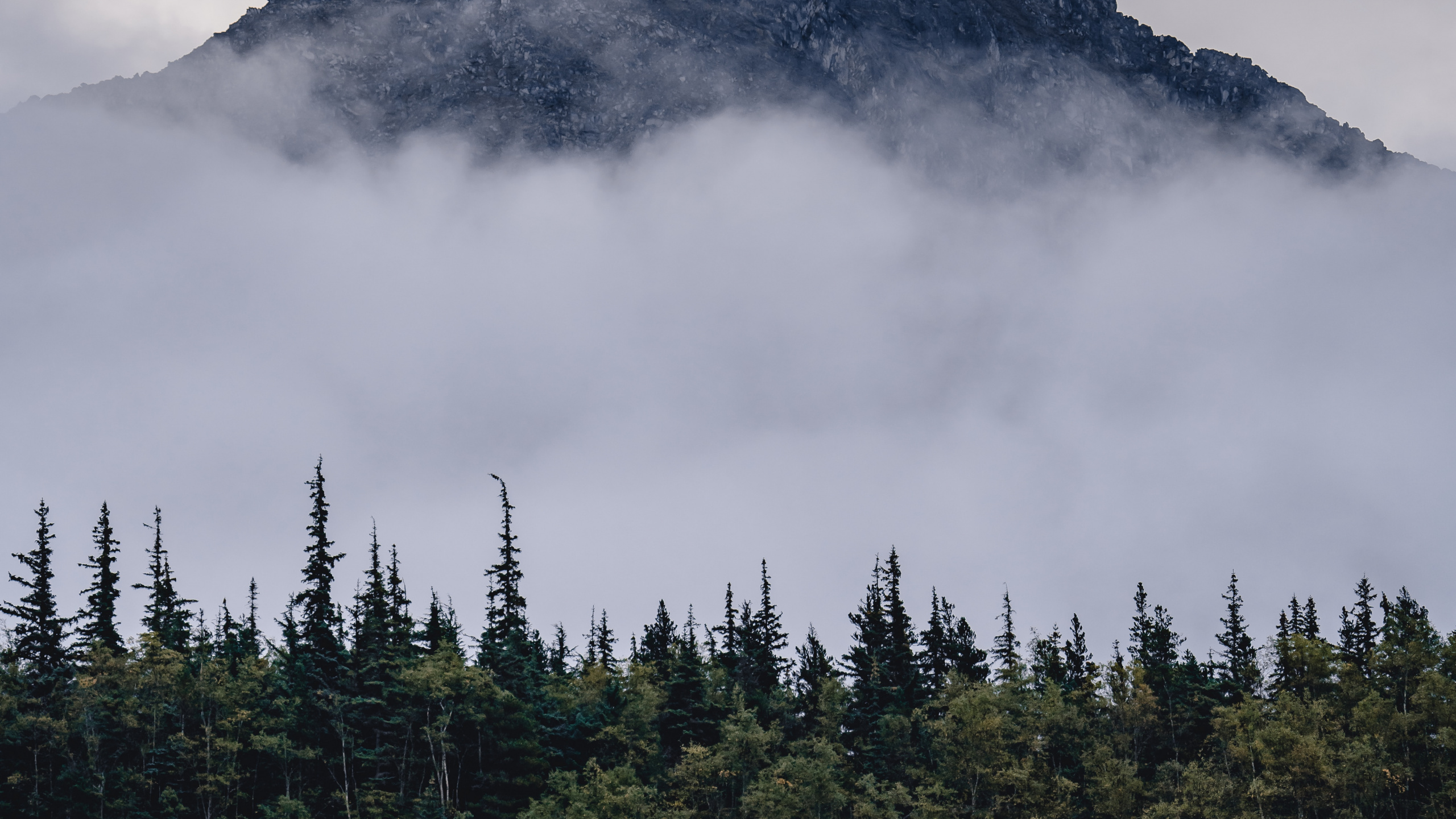 Обои гора, горный рельеф, елово пихтовые леса, пейзажи гор, дикая местность в разрешении 2560x1440