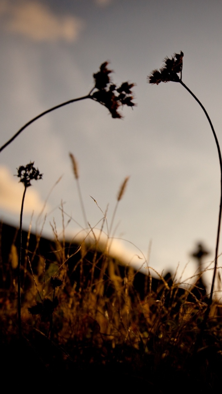 Обои глубина резкости, природа, облако, утро, солнечный свет в разрешении 720x1280